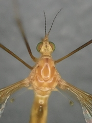 Microtipula