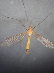 Microtipula