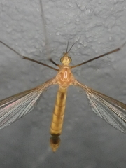 Microtipula
