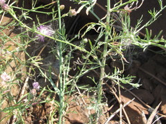 Centaurea borysthenica