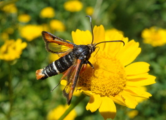 Pyropteron chrysidiforme