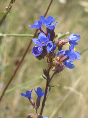 Anchusa gmelinii