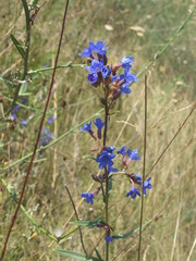 Anchusa gmelinii