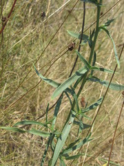 Anchusa gmelinii