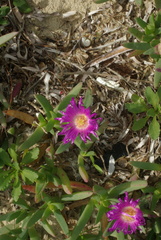 Carpobrotus virescens