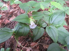 Tripterospermum trinervium