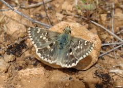 Muschampia proto