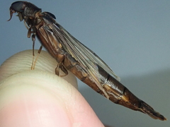 Atractocerus