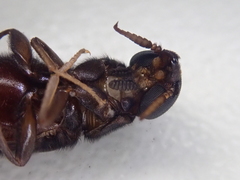 Atractocerus