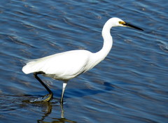 Egretta garzetta nigripes