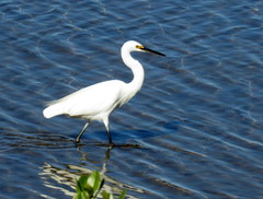 Egretta garzetta nigripes