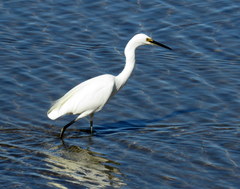 Egretta garzetta nigripes