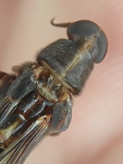 Atractocerus