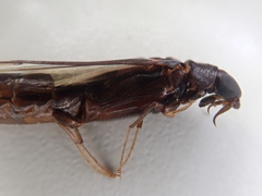 Atractocerus