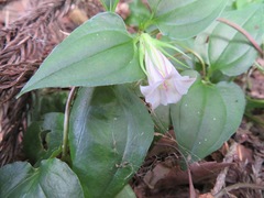 Tripterospermum trinervium