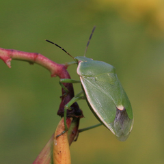 Chlorochroa persimilis