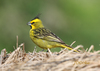 Yellow Cardinal - Photo (c) Juan Diego Döke, some rights reserved (CC BY-NC), uploaded by Juan Diego Döke