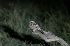 Caprimulgus fraenatus