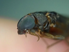 Atractocerus