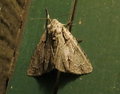 Acronicta laetifica