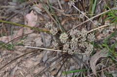 Lomandra multiflora multiflora