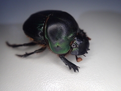 Coprophanaeus spitzi