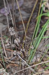 Lomandra multiflora multiflora