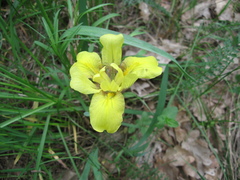 Iris arenaria