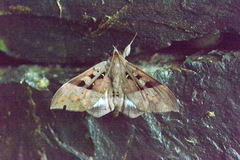 Ischyja