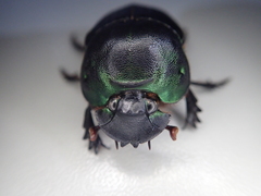 Coprophanaeus spitzi