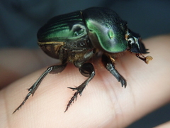 Coprophanaeus spitzi