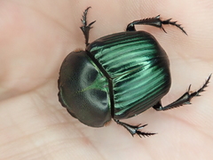Coprophanaeus spitzi