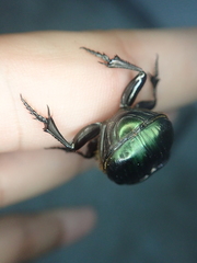 Coprophanaeus spitzi