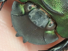 Coprophanaeus spitzi