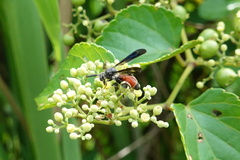 Leucospis petiolata