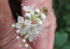 Spiraea alba latifolia