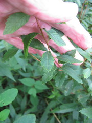 Spiraea alba latifolia
