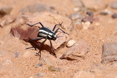 Stenocara gracilipes