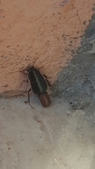 Loboptera decipiens
