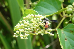 Leucospis petiolata