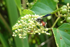 Leucospis petiolata