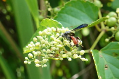 Leucospis petiolata