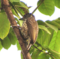 Picumnus albosquamatus