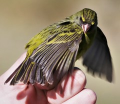 Crithagra scotops umbrosa