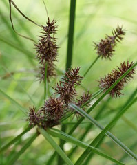 Cyperus lucidus