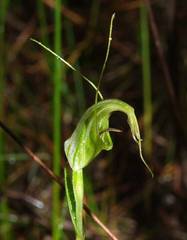 Pterostylis tenuissima