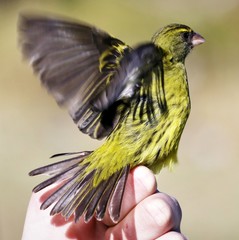 Crithagra scotops umbrosa