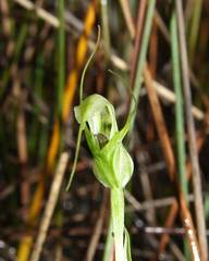 Pterostylis tenuissima
