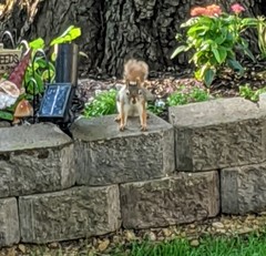 Tamiasciurus hudsonicus