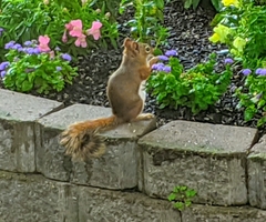 Tamiasciurus hudsonicus